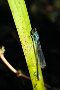 Male Blue-tailed Damselfly