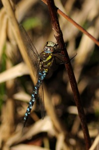 Male Migrant Hawker