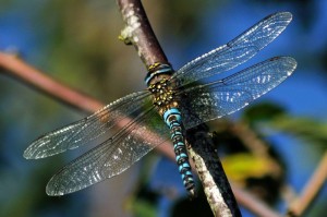 Male Migrant Hawker