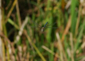 Male Migrant Hawker