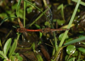 Common Darters In Tandem