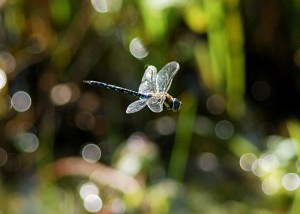 Male Migrant Hawker