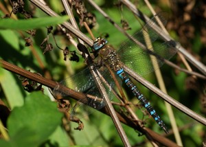 Male Migrant Hawker