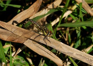 Female Migrant Hawker Ovipositing