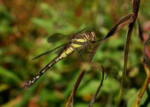 Female Migrant Hawker