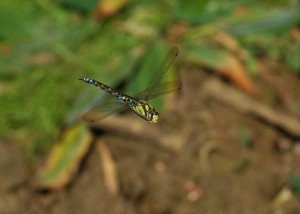 Male Southern Hawker