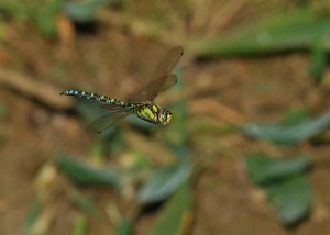 Male Southern Hawker