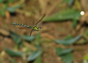 Male Southern Hawker