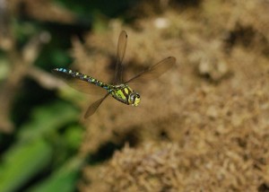 Male Southern Hawker