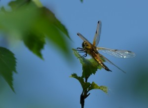 Four-spotted Chaser