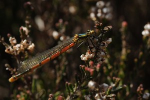 Large Red Damselfly