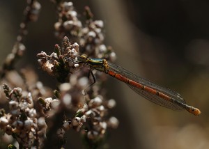 Large Red Damselfly