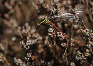 Large Red Damselfly