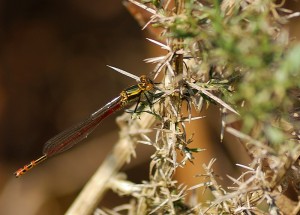 Large Red Damselfly