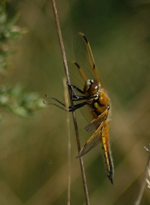 Four-spotted Chaser