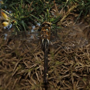 Teneral Female Downy Emerald