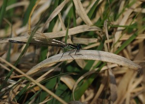 Teneral Blue-tailed Damselfly