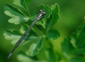 Azure Damselfly