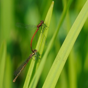 Large Red Damselflies (Pair in cop)