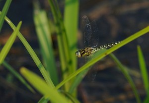 Hairy Dragonfly