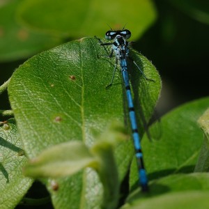 Azure Damselfly