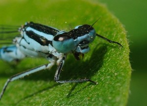 Azure Damselfly