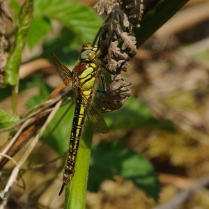 Hairy Dragonfly (Female)