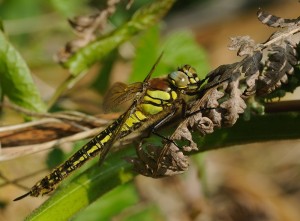 Hairy Dragonfly (Female)