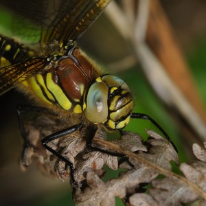 Hairy Dragonfly (Female)