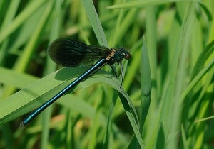 Banded Demoiselle