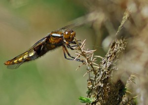 Female Broad-bodied Chaser