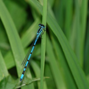 Male Azure Damselfly