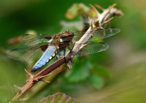 Male Broad-bodied Chaser