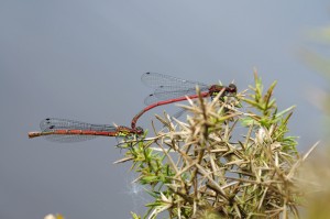 Large Red Damselflies