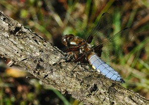 Male Broad-bodied Chaser