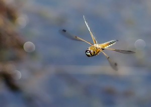 Four-spotted Chaser