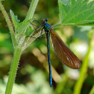 Male Beautiful Demoiselle