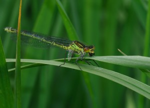 Female Red-eyed Damselfly