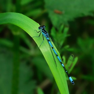 Variable Damselfly