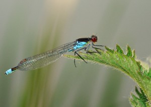 Male Red-eyed Damselfly