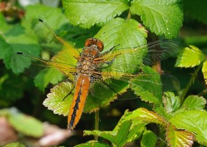 Scarce Chaser