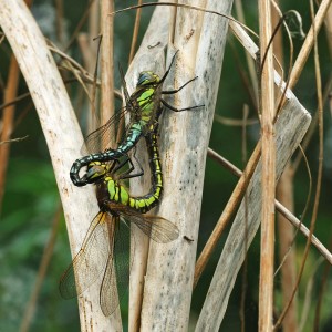 Hairy Dragonflies (Breeding Pair)