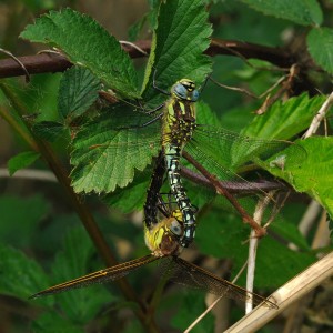 Hairy Dragonflies (Breeding Pair)