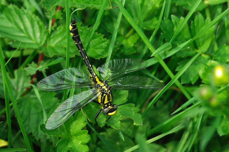 Common Club-tail Dragonfly