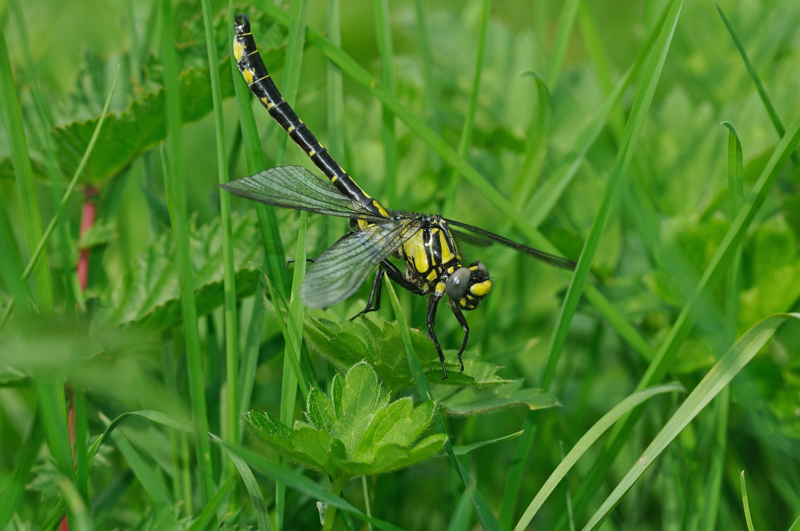 Common Club-tail Dragonfly