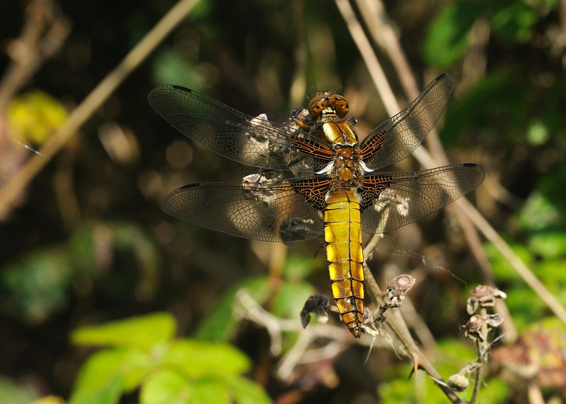 Broad-bodied Chaser - Female