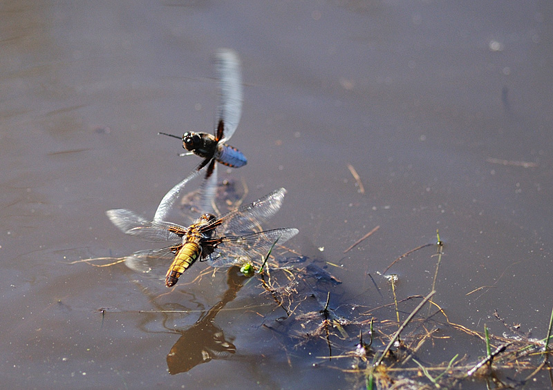 Male Broad-bodied Chaser attempting to mate with an ovispositing female
