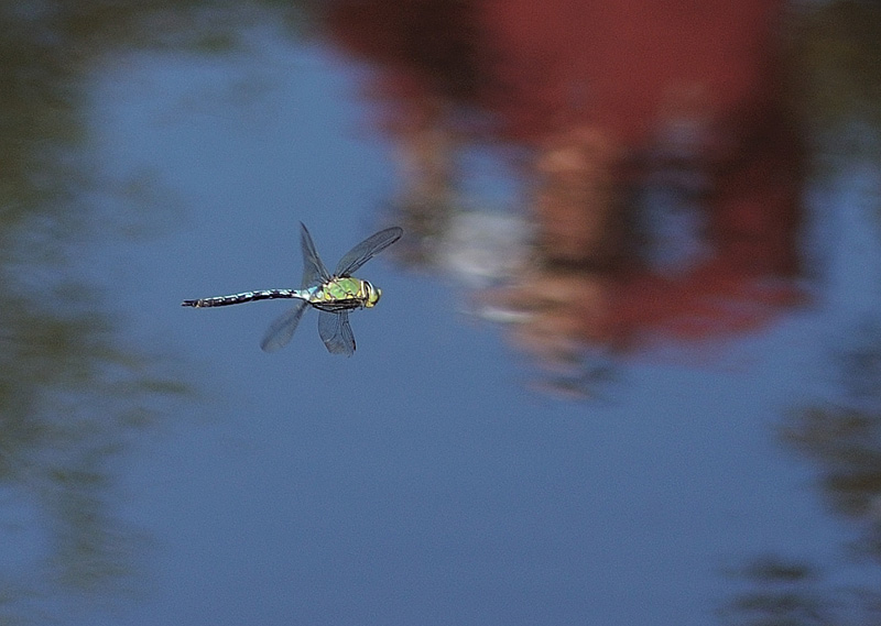 Emperor Dragonfly - Male