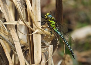 Male Hairy Dragonfly