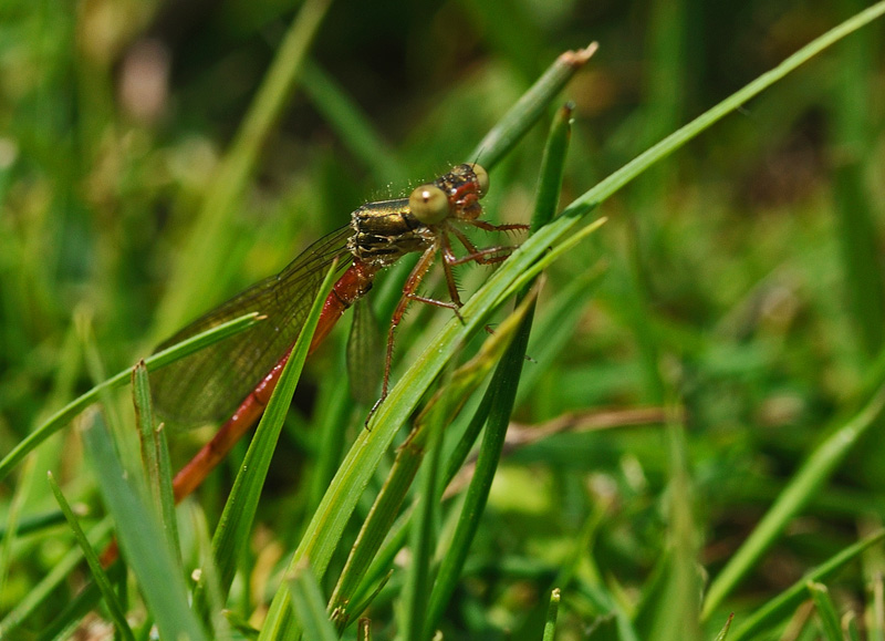 Small Red Damselfly - Teneral